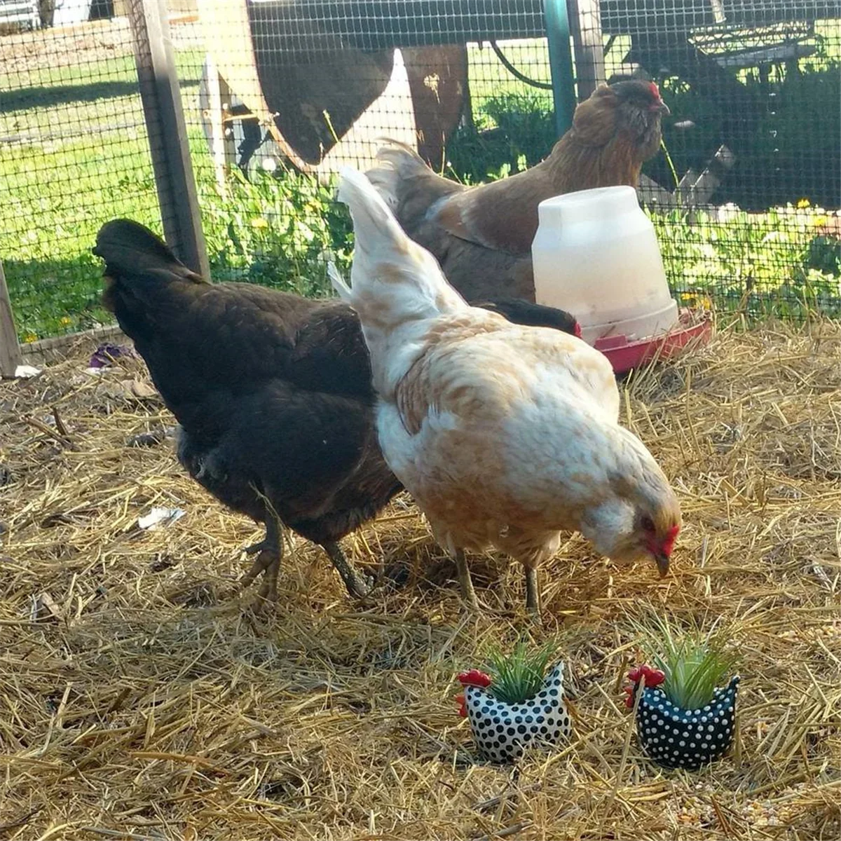 Free Range Black and White Chickens Collection Rooster Planter, Black Chicken Lover