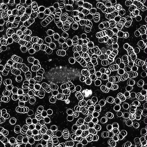 BestScope BS-2041B (DF) Sistema Óptico Infinito Microscópio Binocular Biológico de Campo Escuro Avançado para Uso Médico 10 principais vendas microscópio de campo escuro - №9