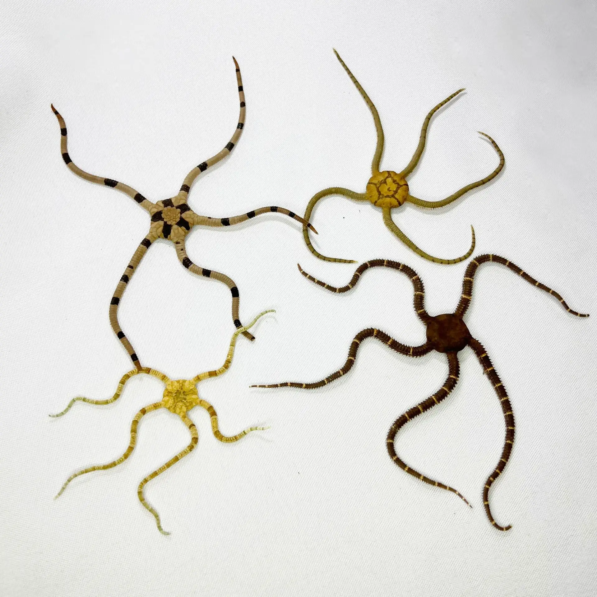Natural Ophiuroidea & Asteroidea Specimens - Brittle Star and Sea Star Collection, Marine Biology Display, Ocean Themed Decor, S