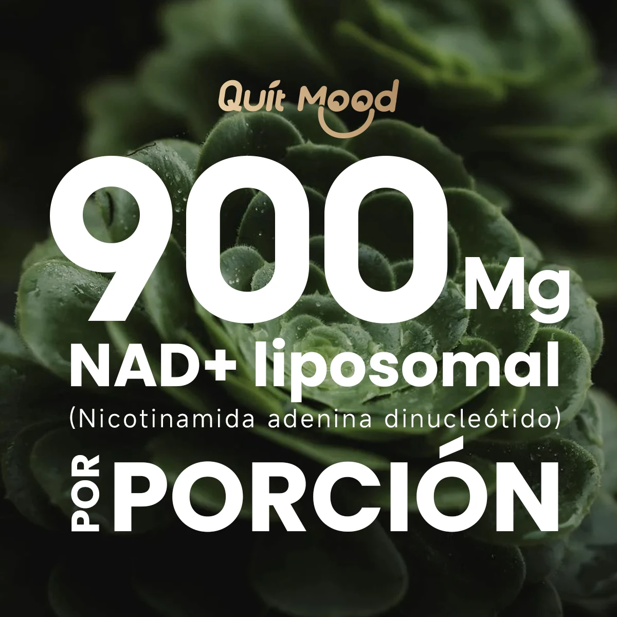 Quitmood Nr900 - معزز ليبوسومال ناد + معزز مع ريبوسيد النيكوتيناميد والريزفيراترول والت Quercetin - مكمل عالي النقاء مضاد للشيخوخة للبشرة والطاقة - 60 كبسولة