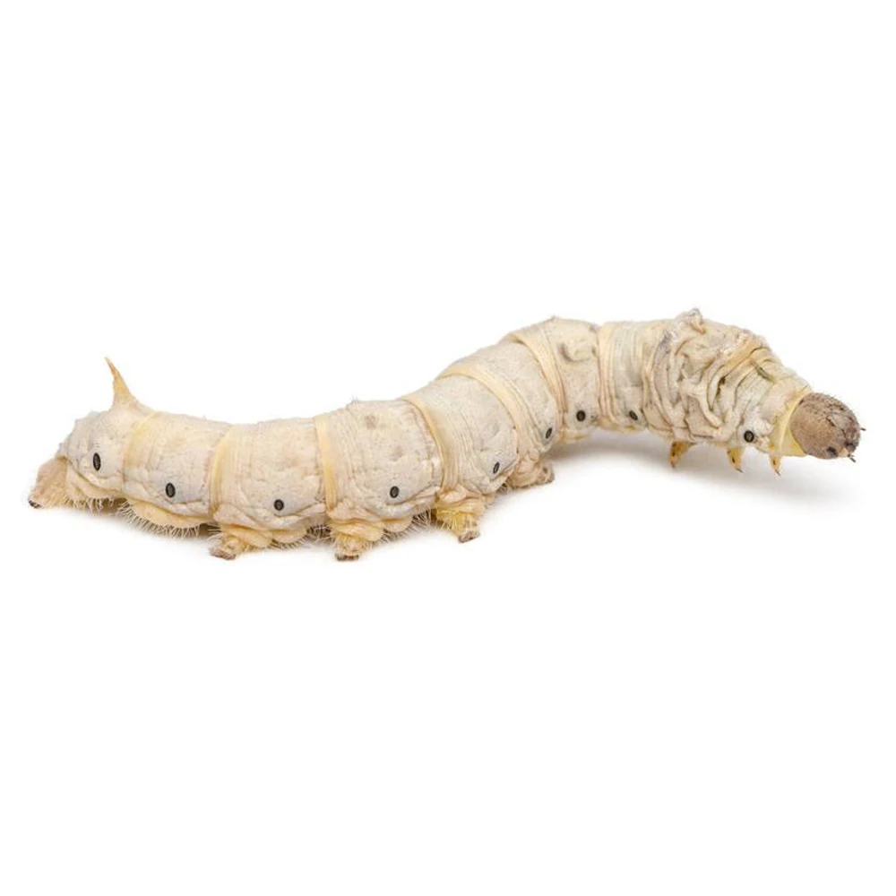 100 Pcs/Lot Silkworm Seeds Seed Mulberry-Feeding Silkworms Eggs Egg Toy High Hatchability Disease Resistance Living Spring Toys