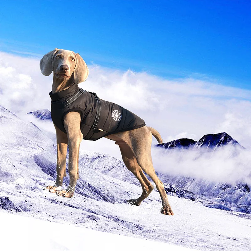 Thumbnail 3 - #14 Best Dog Harnesses to Buy In 2026