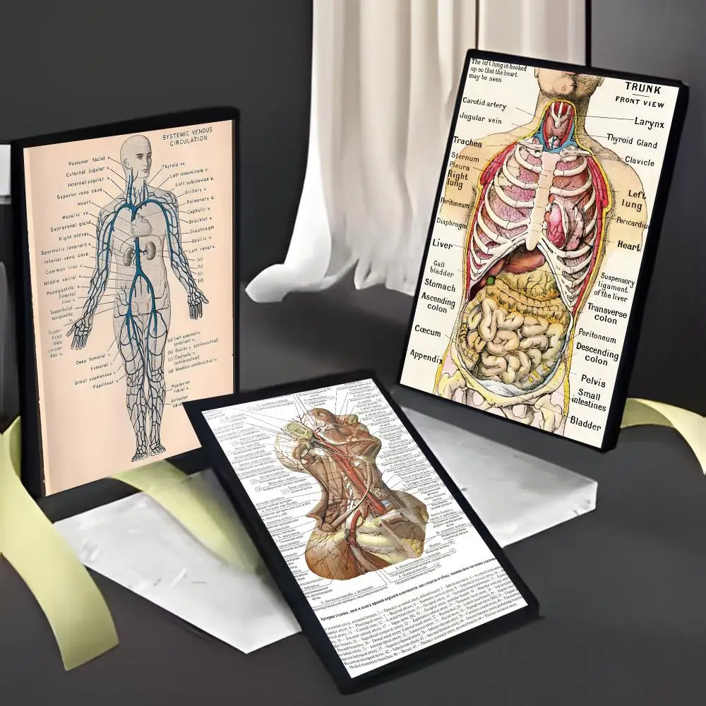 Retro Educational Art Retro Organ Systems In The Human Body Poster American Film Mural Home Childrens Room Wall Decor Print