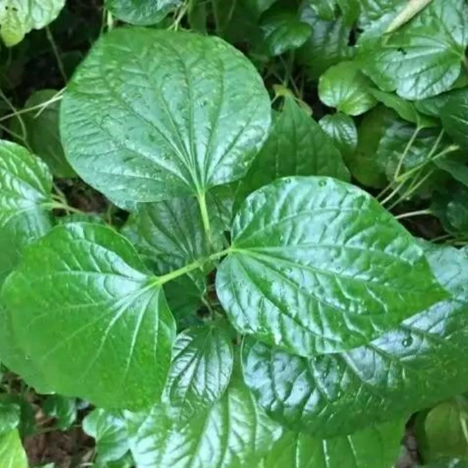 특별 제품, 주문하기 전에 고객 서비스 문의 감사합니다. 88