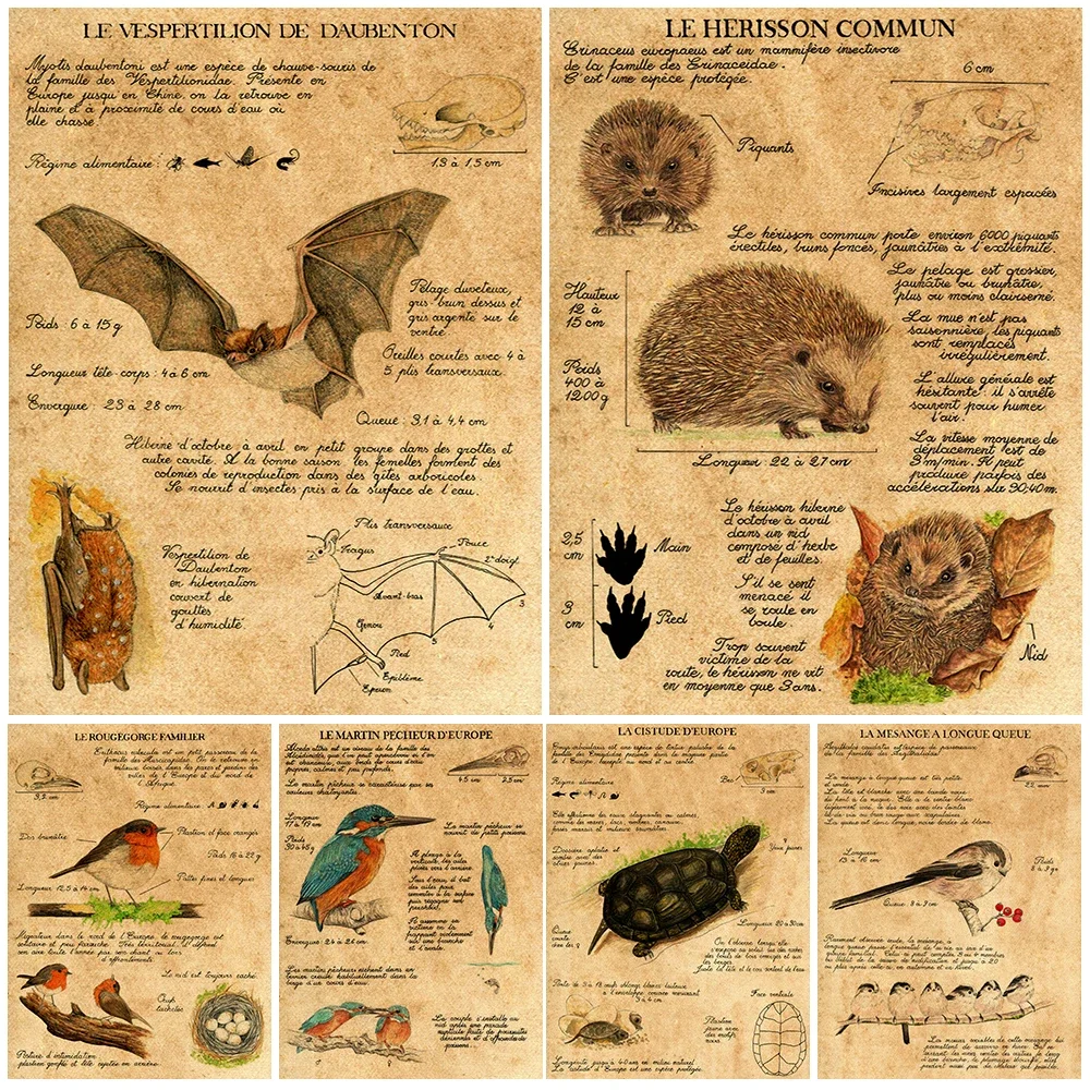 

Hedgehog,Bat,Sparrow,Biological Knowledge Art Poster Print Bird Habit Knowledge Vintage Wall Art Canvas Painting Home Decor