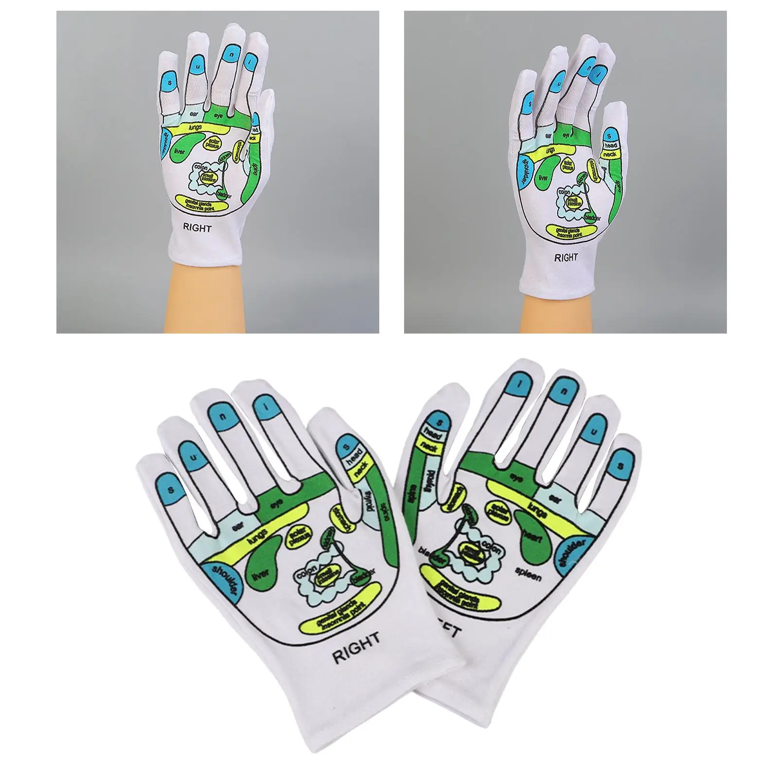 Gloves Teaching Model Educational Soft for Education Learning Teaching