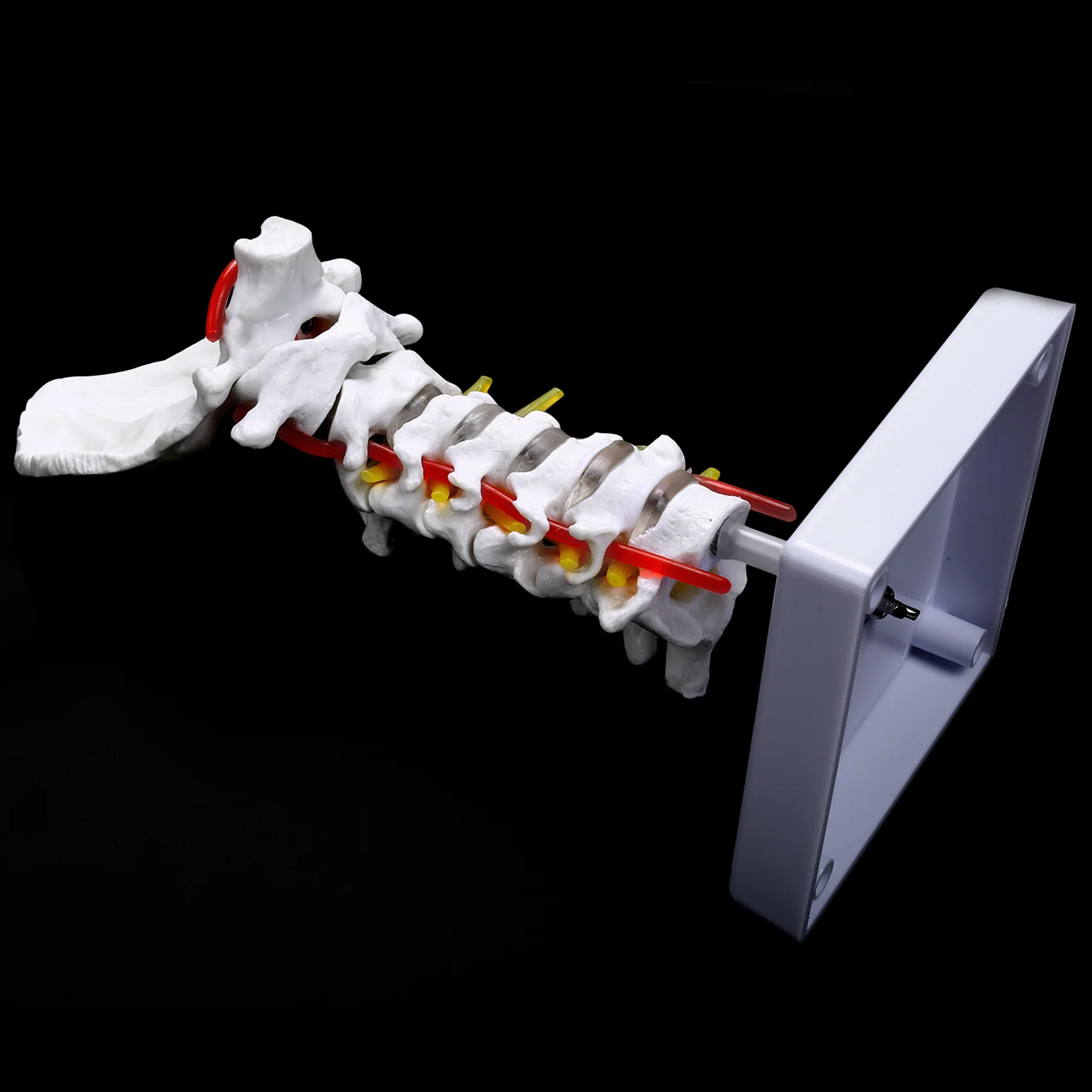 Exquisite-2X Cervical Vertebra Arteria Spine Spinal Nerves Anatomical Model Anatomy For Science Classroom Study Teaching Model