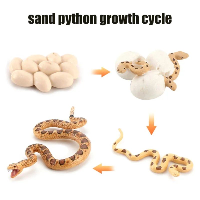 Animal Life Cycle Board Kinderspeelgoed Montessori Leermiddelen Plant Animal Growth Cycle Model Set voorschoolse cognitieve speelgoed