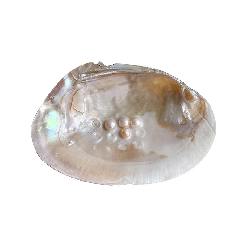 Vintage ins style natural shell plate pearl ornament decoration jewelry storage tray craft shooting DIY