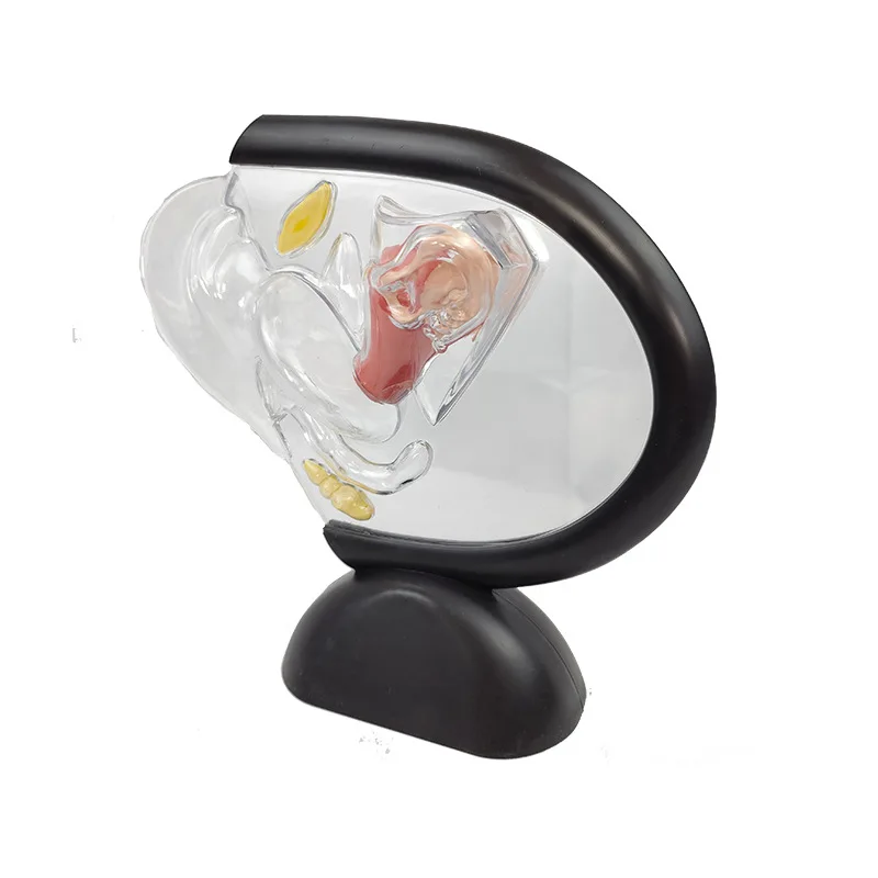 투명 자궁 모델, 인체 질 해부 모델, 여성 생식기 모델 (의료 교육 훈련용)