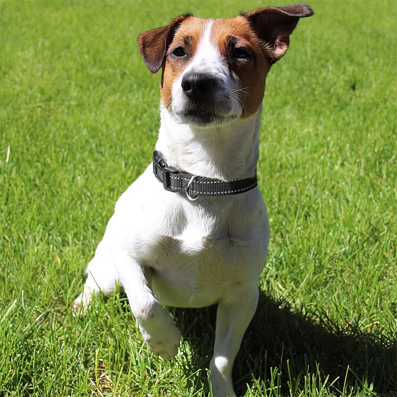 1 x reflektierendes Hundehalsband mit Schnalle, verstellbare Sicherheits-Nylonhalsbänder für kleine, mittelgroße und große Hunde – Detail 17