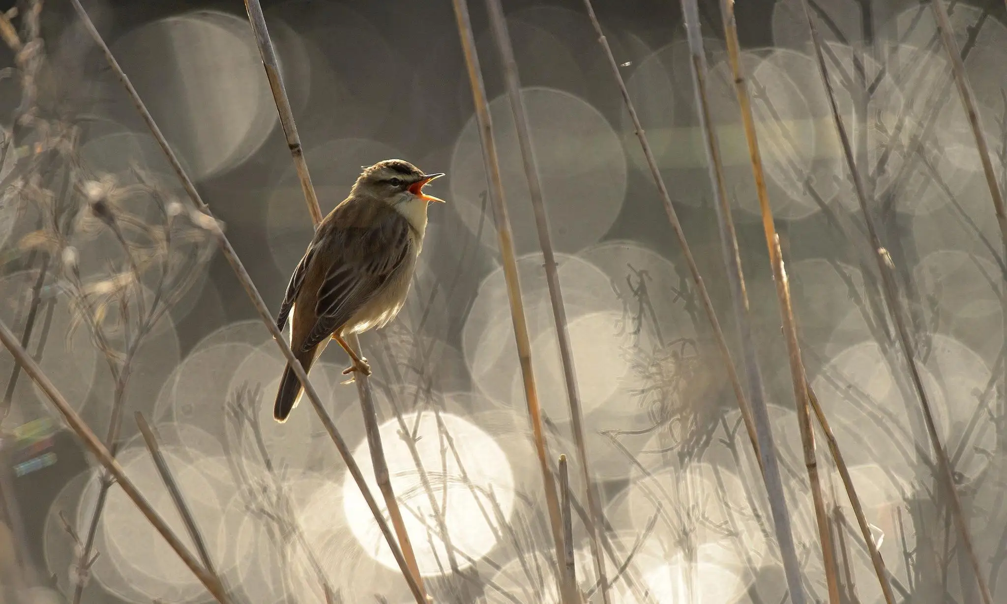 

Hot & Medium Spark Glow Plugs T2 Engine Parts Replacement of OS #8 For RC Nitro Car Trxs Redcat Himoto HPI HSP