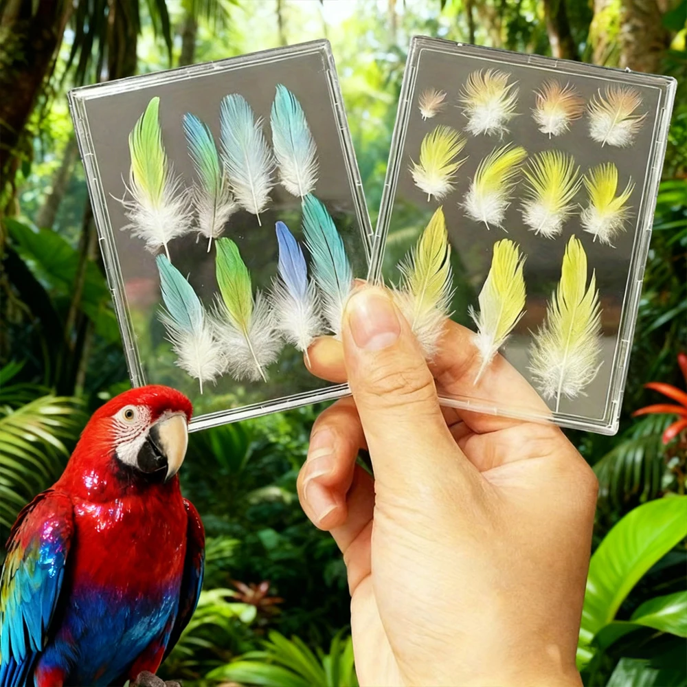 2Pcs/set Clear Bird Feather Keepsake Display Box Memorial Frame for Pet Parrot Budgie Cockatiel Feather Collection Storage Decor