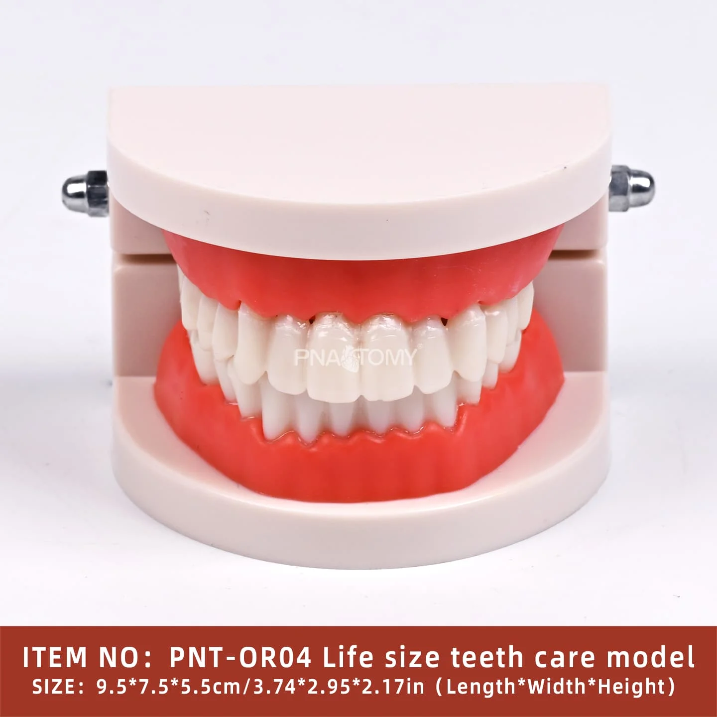 Life-Size Dental Hygiene Model Plastic PVC Correct Tooth Brushing Demonstration for Schools