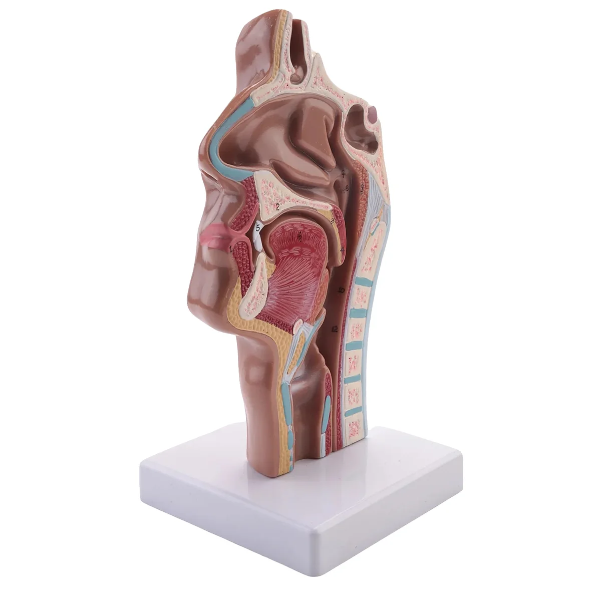 N87R Anatomiczny model anatomii ludzkiej jamy nosowej i gardła do nauki w klasie Model nauczania