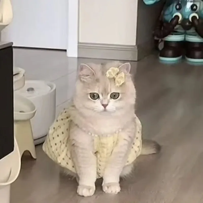 Kitten Summer Clothes Small Skirt Anti-shedding Cute Ins Golden Gradient Ragdoll British Shorthair Summer Camisole Skirt