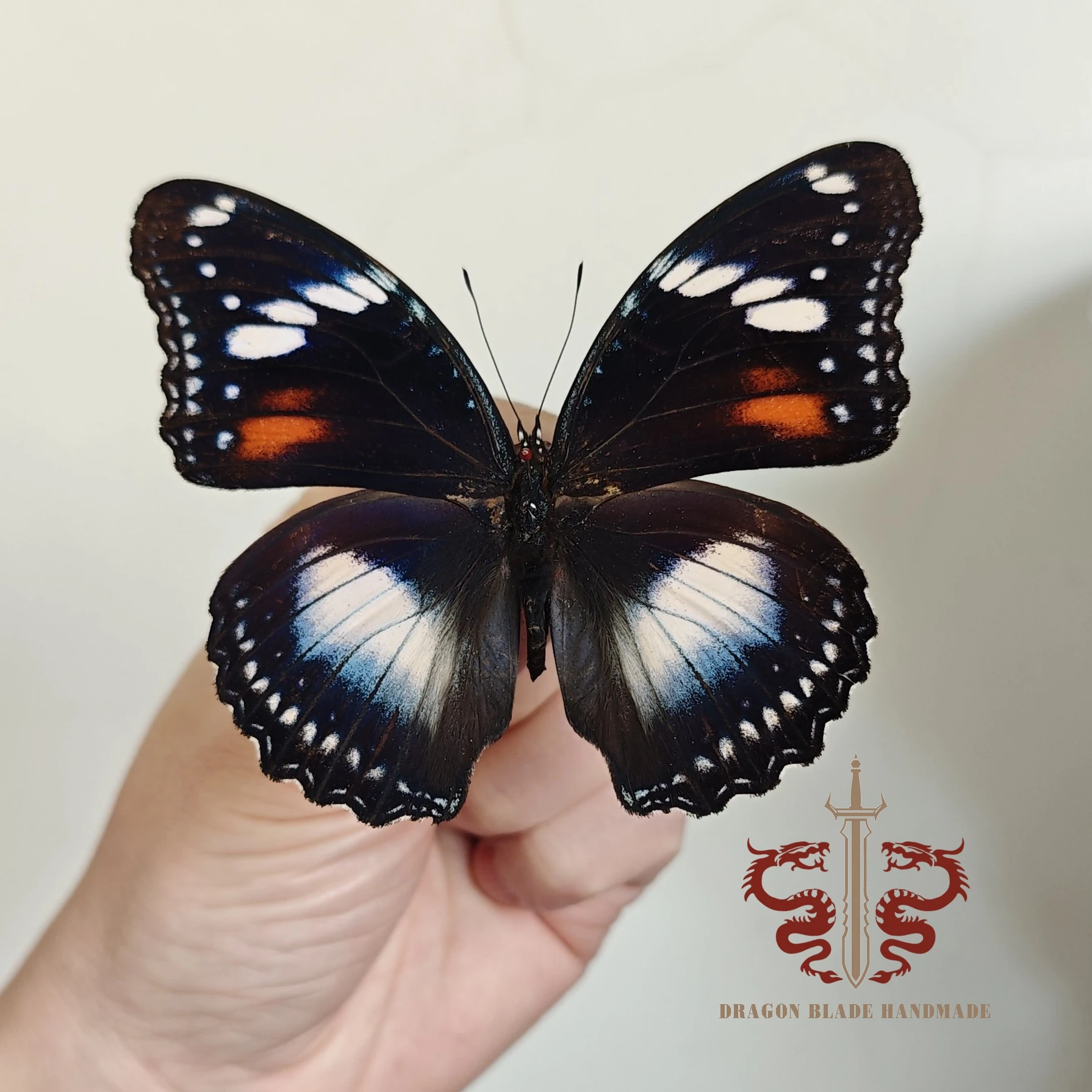 Butterfly specimen Hypolimnas Bolina, 1pc wings spread A1/A- high quality, Decorative Display Collection Gifts
