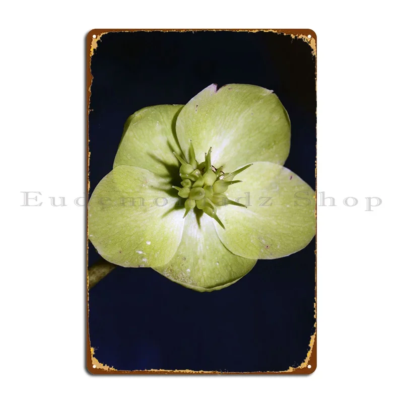 Helleborus Flower Close Up Metal Sign Design Retro Wall Mural Printing Plaques Tin Sign Poster