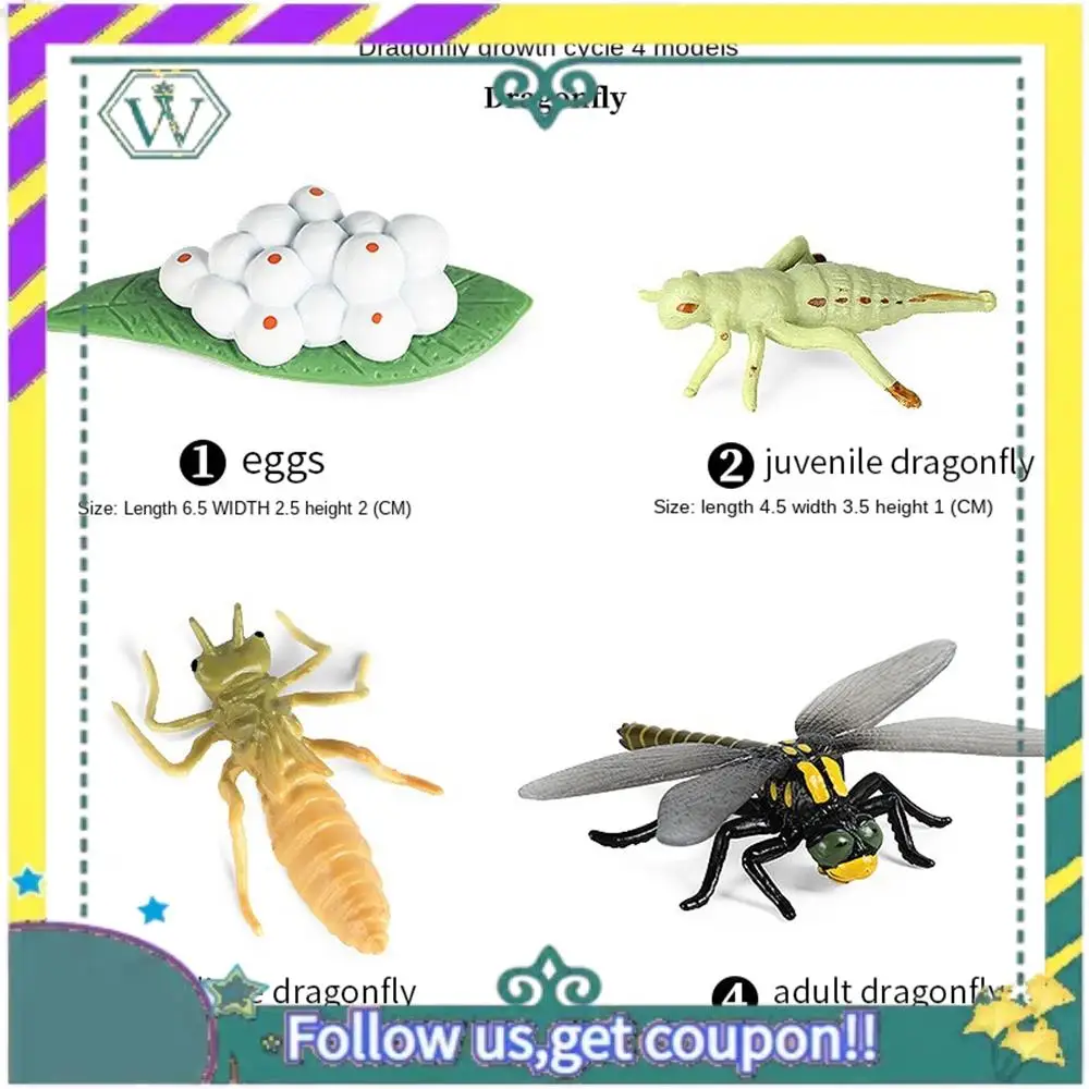 

(New) Life Cycle Of Frog Snail Earthworm Dragonfly, Egg Tadpole To Frog Safariology Amphibian Figurinestoy Kit, School Project