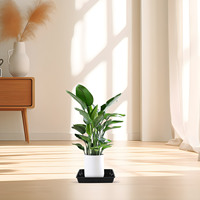 12pcs Flower Pot Trays Black 120 Plant Saucers Gardening Flowerpot Trays Bonsai Plates Planter Mats
