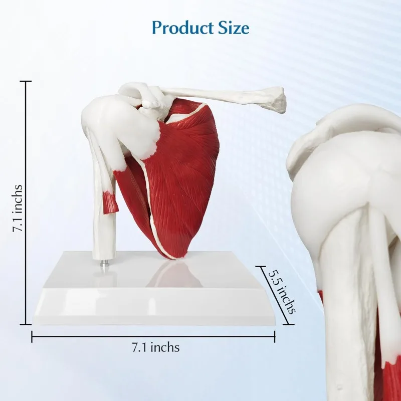 Anatomy Human Right Muscle Shoulder Joint Model With Ligment,  Office And Classroom Easy Install