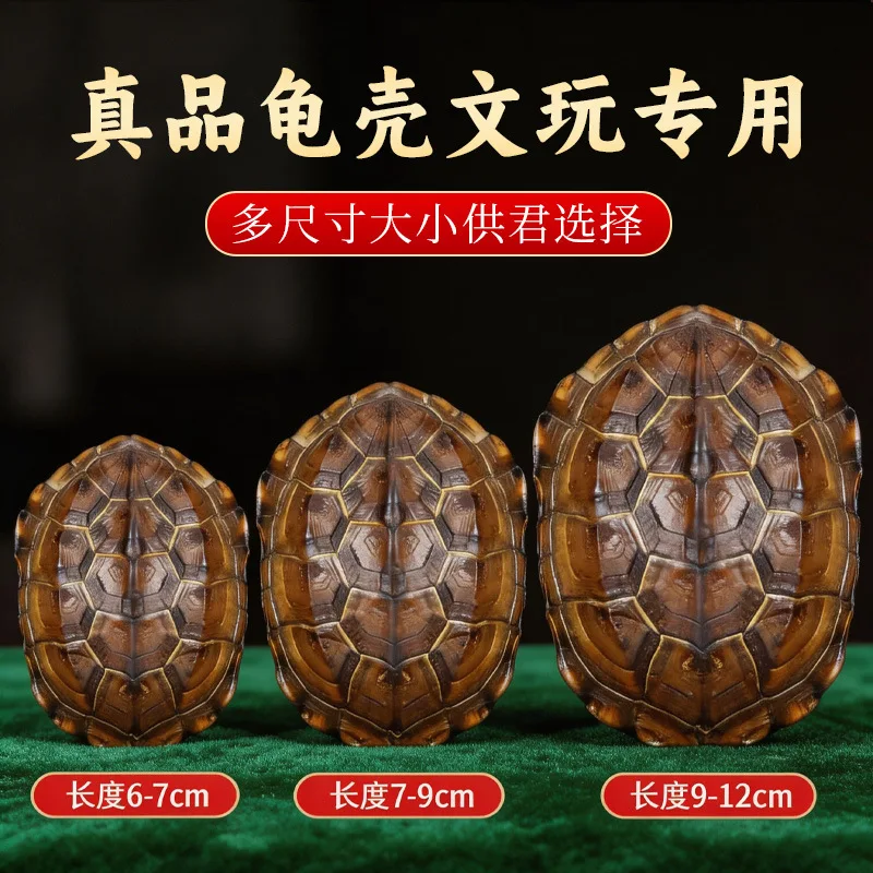 Qianlong copper coins, six lines, divination tools, hanging handles, home ornaments, natural turtle shells, real turtle shells