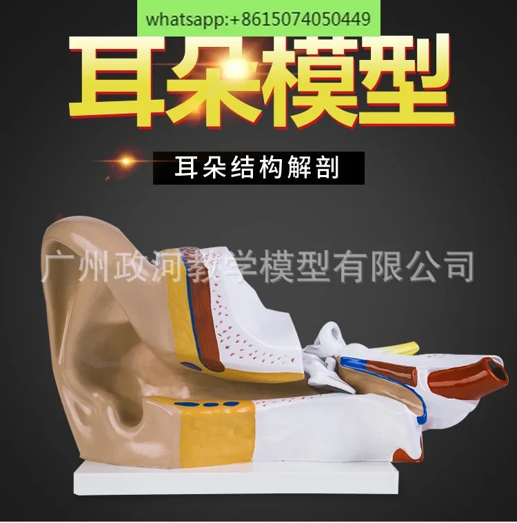 New type of large ear anatomical model: 2 pieces of 3x enlarged ear anatomical model