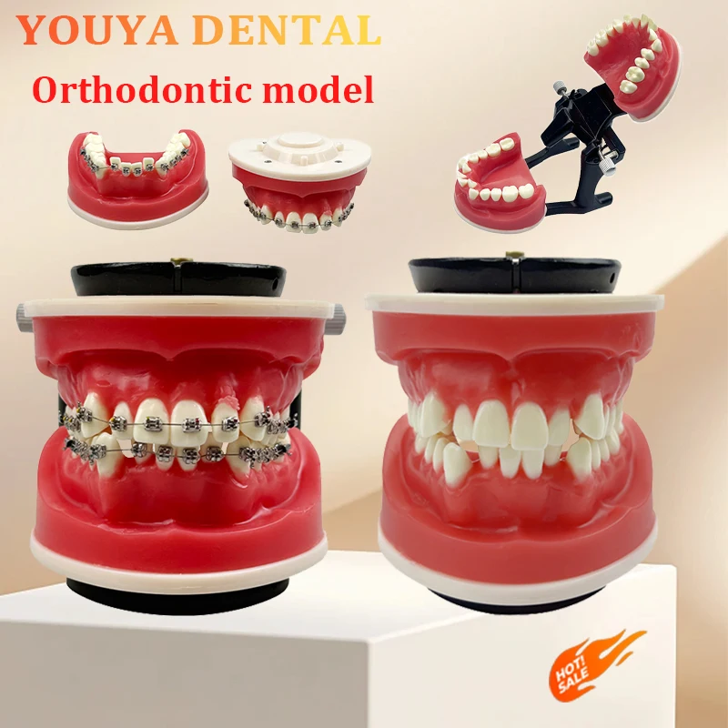 

Dental Orthodontic Treatment Training Jaw Model Orthodontic Groove Tooth Model Used for Dentist Training Practice Teaching