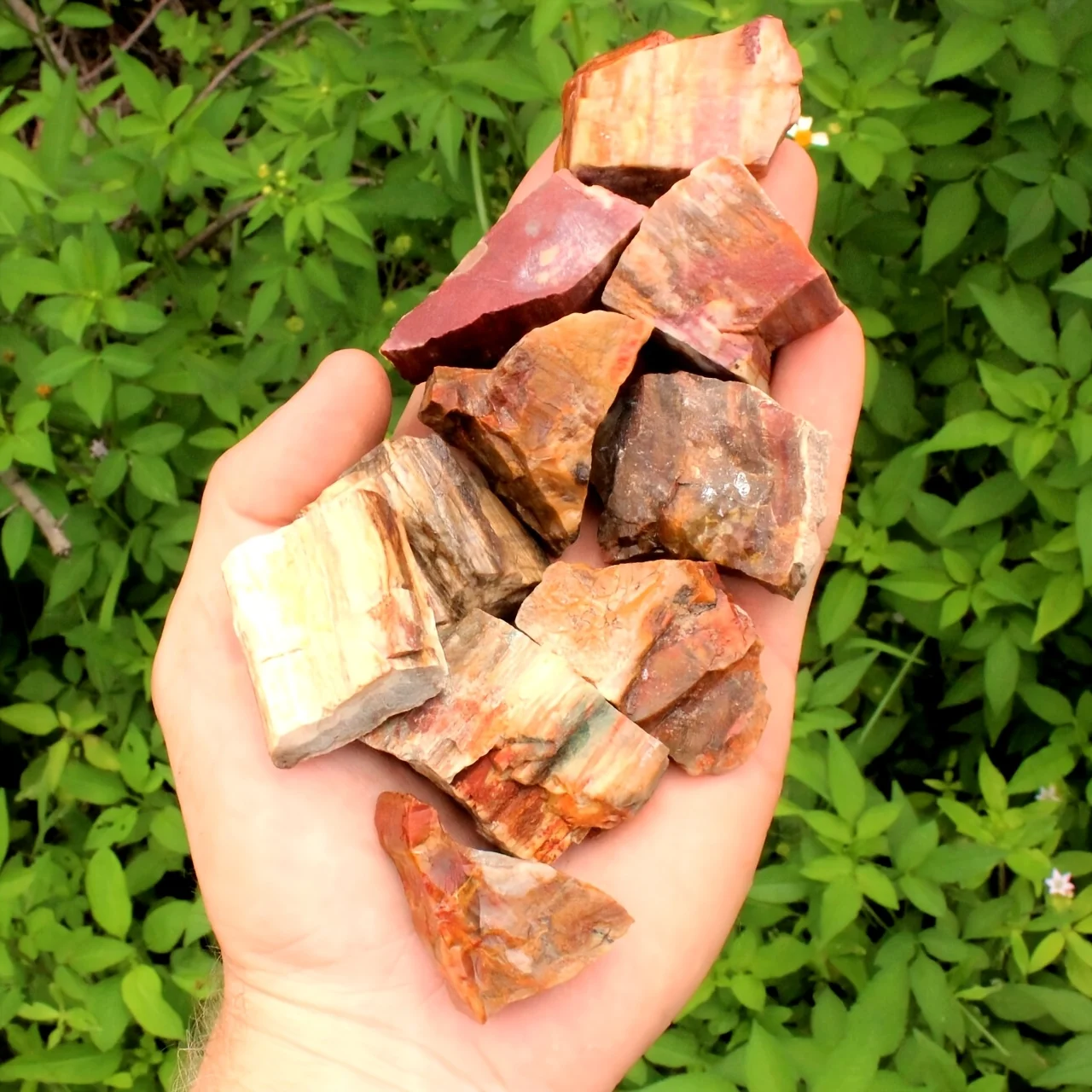 1/3pcs/ Natural Petrified Wood Raw Stone - Natural Stone Preserved Wood Grain & Mineral Veins for Home/Office Decor