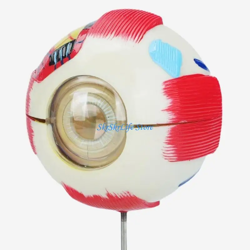

E65E Detachable PVC Model For Laboratory And Classroom Teaching Demonstration