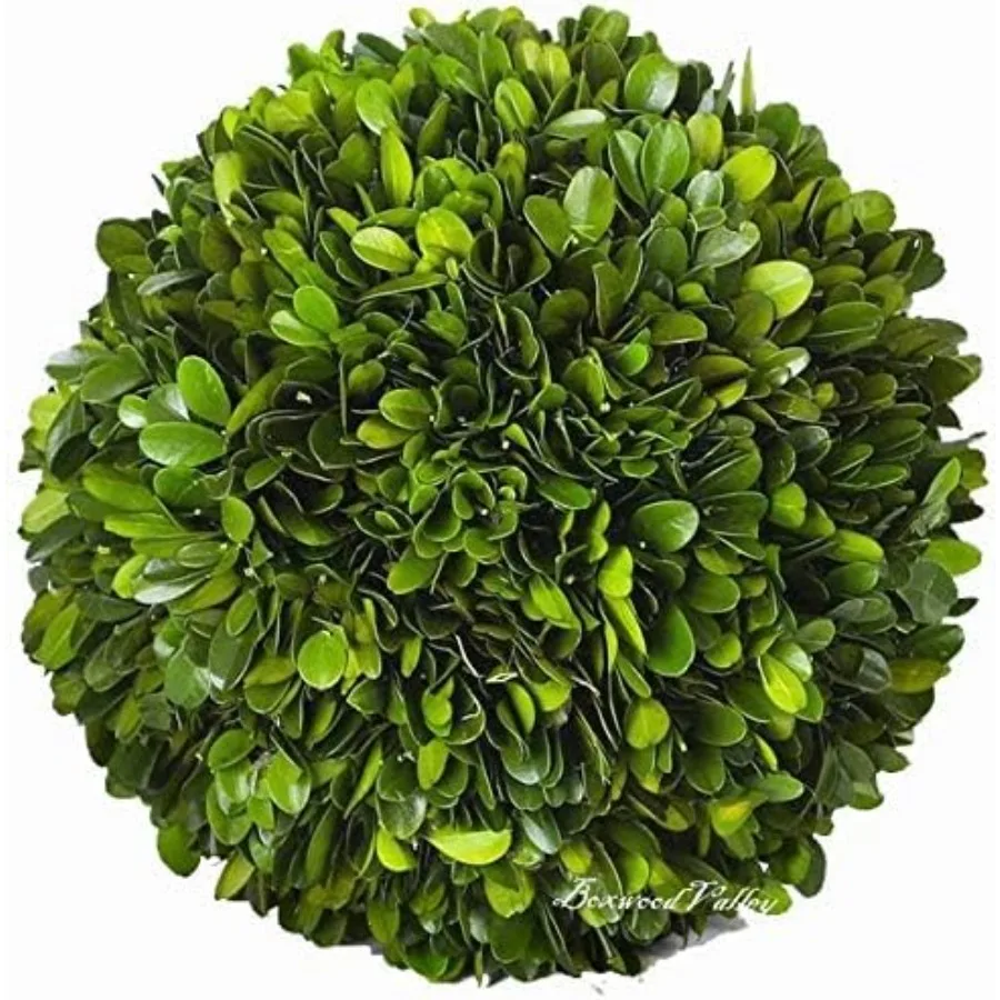 

Natural Tone Preserved Boxwood Balls Decorative Filler for Centerpiece Bowl Vase and Home Decoration - Ideal for Table Centerpi