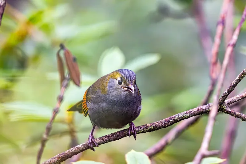 إطارات بديلة أصلية من BETAFPV لطائرة Cetus Pro/Cetus X Quadcopter ومجموعة FPV - مادة PA12، خفيفة الوزن ومتينة #1