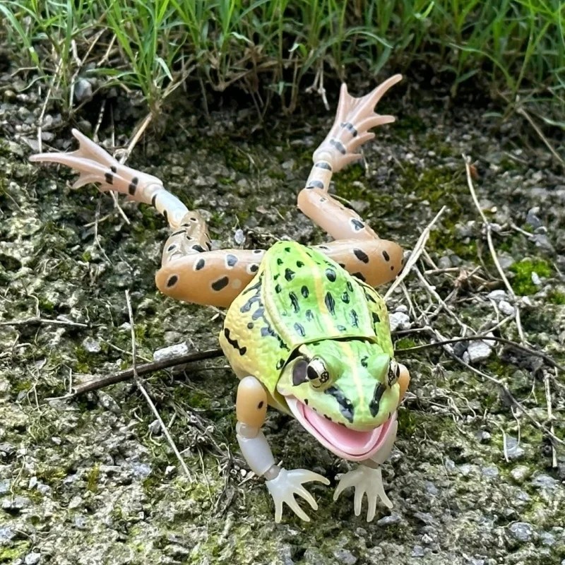 BANDAI Gashapon oficial realista de rana manchada negra, modelo Animal de ciencia natural, abalorio educativo con licencia coleccionable