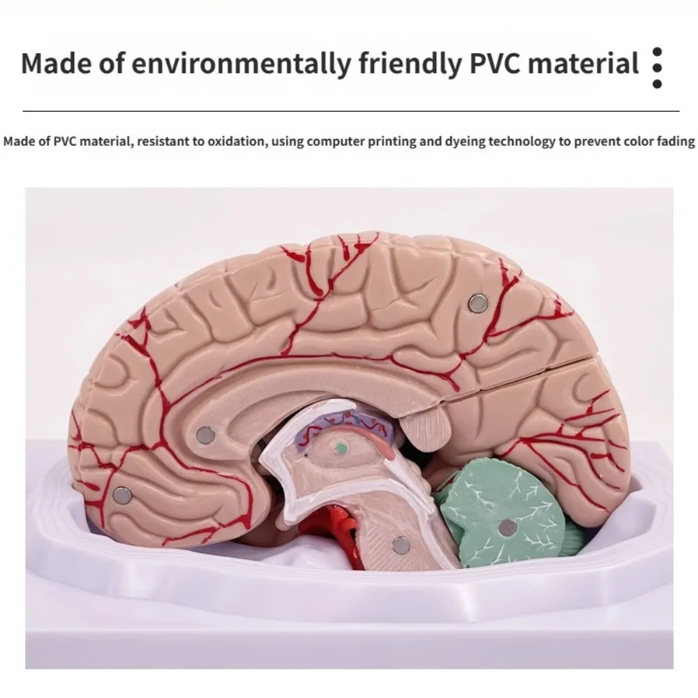 1:1 Brain Functional Partition Model Brain Medicine, Simulated Brain Cortical Partition Medical Teaching Model