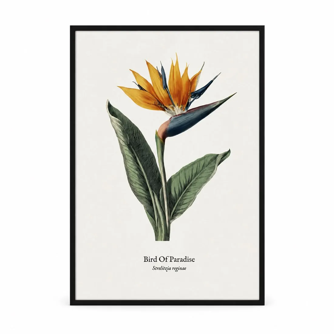 Bird of Paradise Poster,Canvas Wall Print,High‑Grade Home Decoration Artwork for Bedroom,Living Room,Office & Interior Space