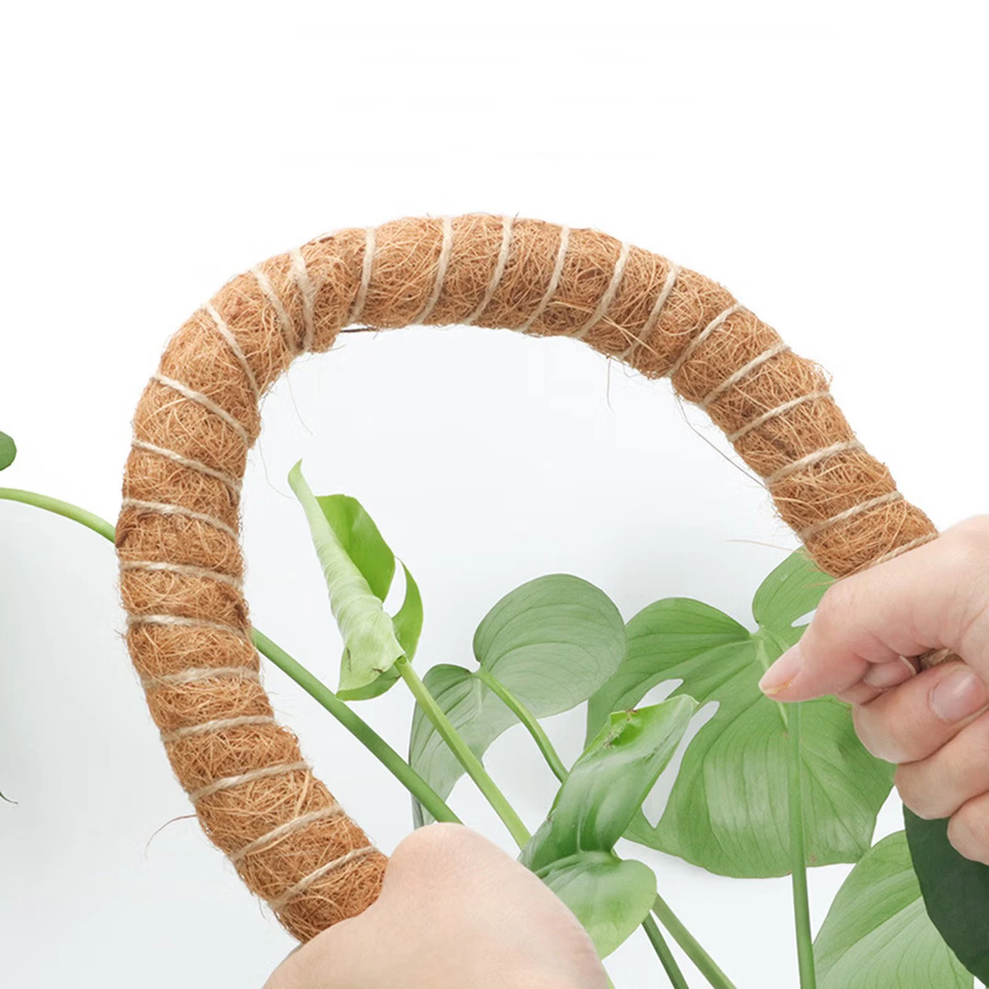 60/80/100/120cm Bendable Plant Climbing Palm Cane for Indoor Coir Plant Monstera  Support Garden Trellis Plant Stick Stakes