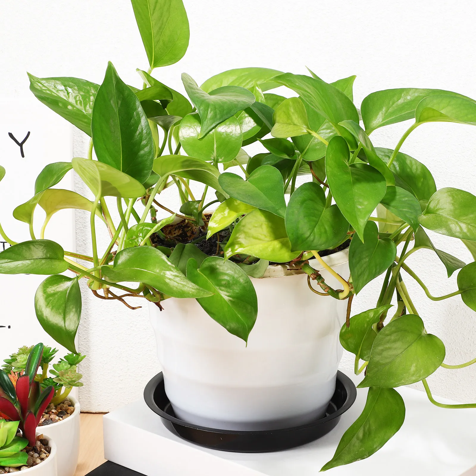 10Pcs Plant Saucers for Pots Plastic Round Water Tray Elegant Classic Design Leak Proof Drainage Tray Indoor Outdoor Garden