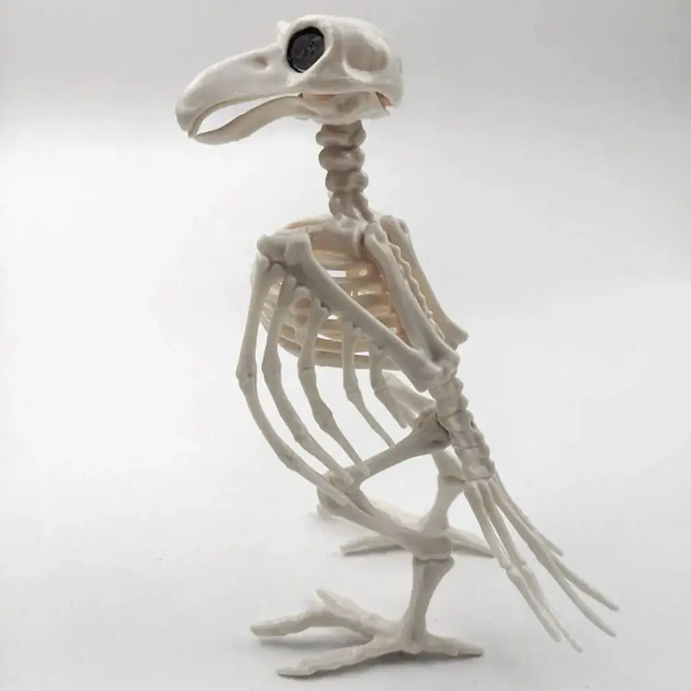 Crazy Bone Skeleton Raven Plastic Animal Skeleton Bones Horror Halloween Party Prop Decoration Bird Crow Skeleton Decoration