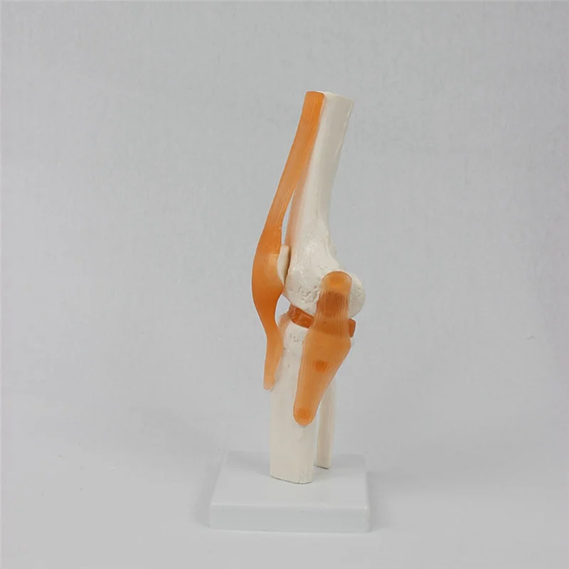 

Popular Human Knee Joint Anatomy Model 1:1 Lifesize Science Teaching Resources Anatomia Humana Cassroom Supplies