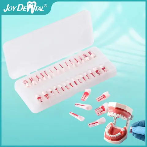 28pcs/set Dental Endodontic Teeth Model Full Mouth Root Canal Practice Study Model Endo Teeth Block Training AZDENT