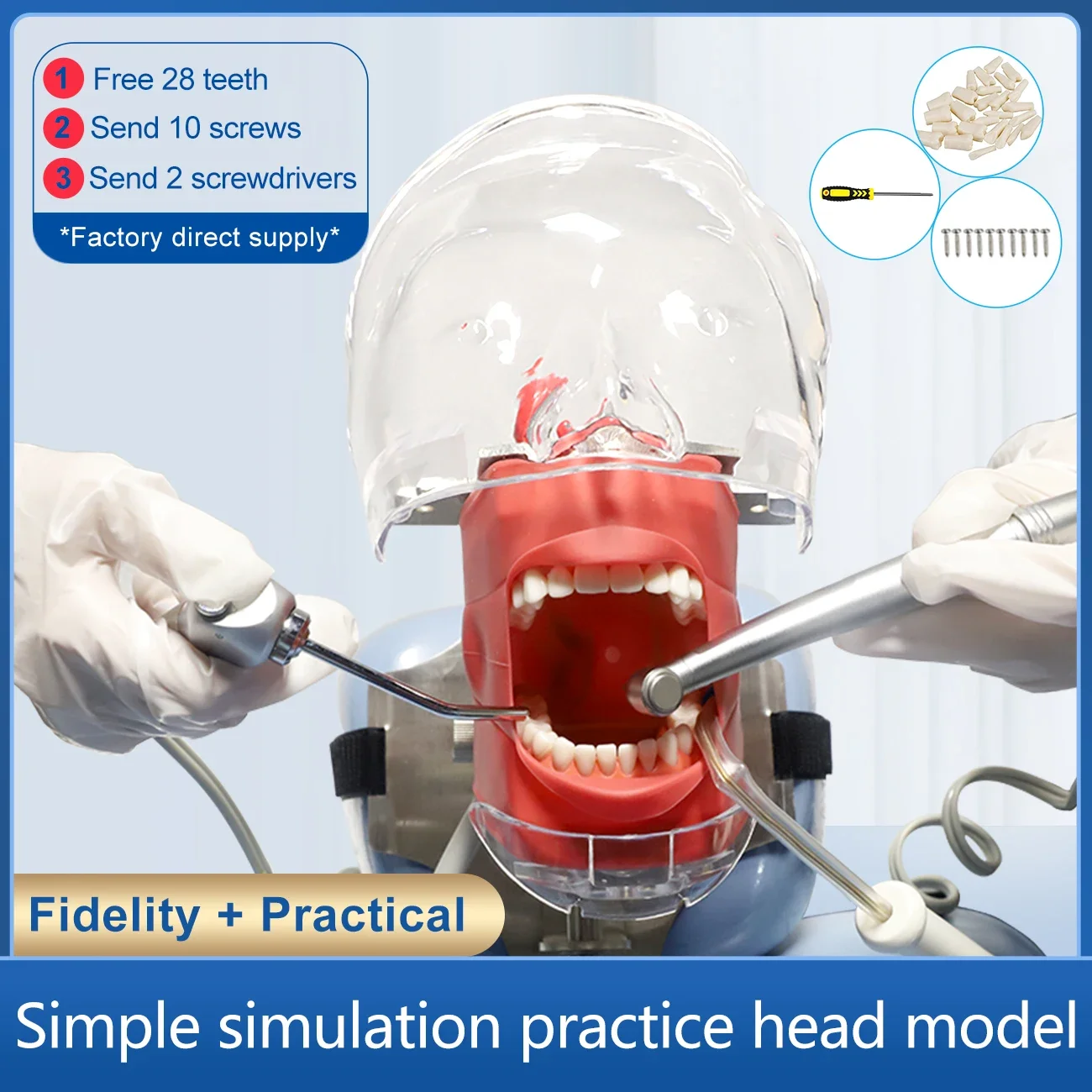 SQDENT Dental Simulator Nissin Manikin Phantom Head Dental Model Resin Teeth With New Style Bench Mount for Dentist Education