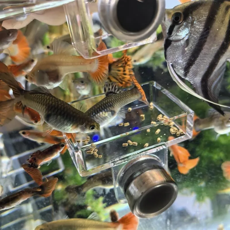 1Pc for XIAOMI aquarium special feeding ring Magnetic feeding ring Protective cover to catch the food basin