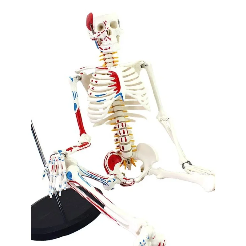 Модель человеческого скелета, 1 шт.