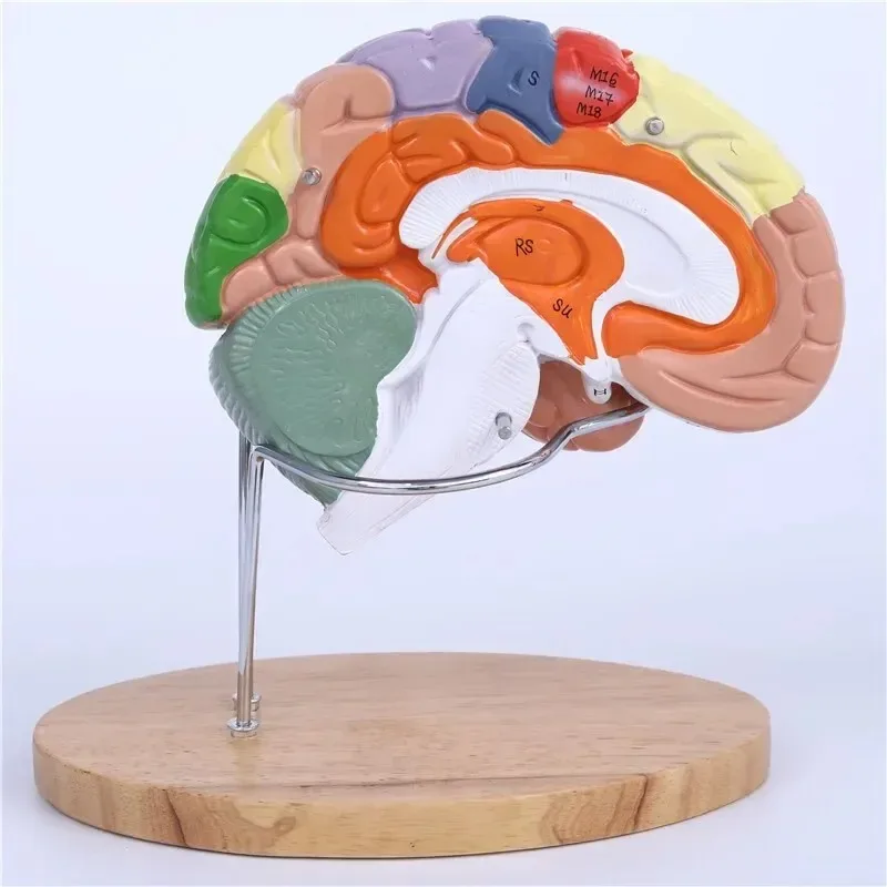 4parts Human Brain Brain Stem Anatomy Medical Science Colored Model  2X Enlarged