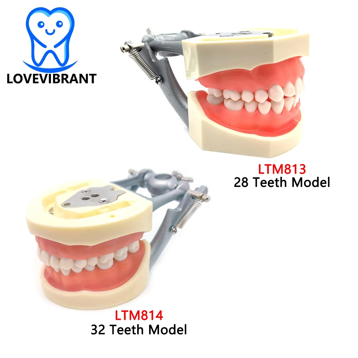 Standardowy Model zębów dentystyczny z wyjmowanymi zębami pasuje do Kilgore NISSIN 200/500 i Frasaco ANA-3 AG-4 do nauczania stomatologii Demo