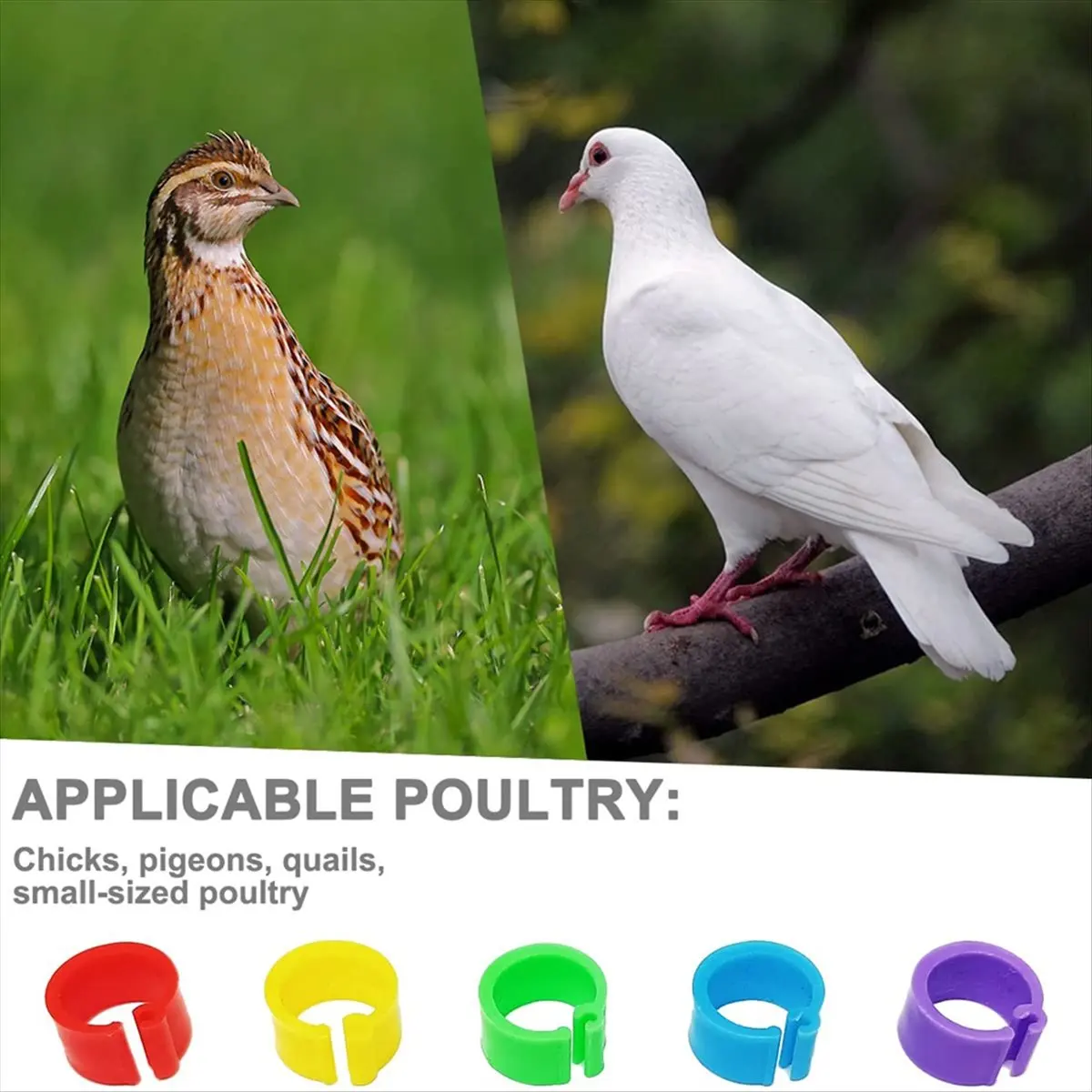 AA83 200Pcs 8mm Coturnix Quail Leg Bands Baby Chick Leg Bands Pigeon Bands Chicken Leg Bands