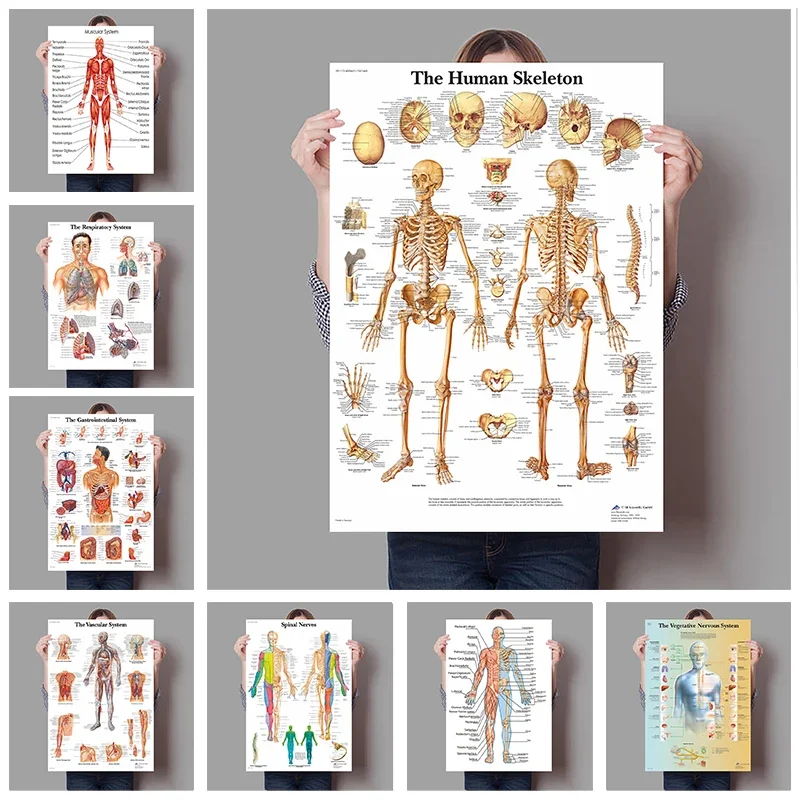 Póster de anatomía del corazón del hígado del cerebro de los órganos humanos, lienzo impreso, pintura, mapa del cuerpo humano, aula médica, oficina, habitación, decoración del hogar