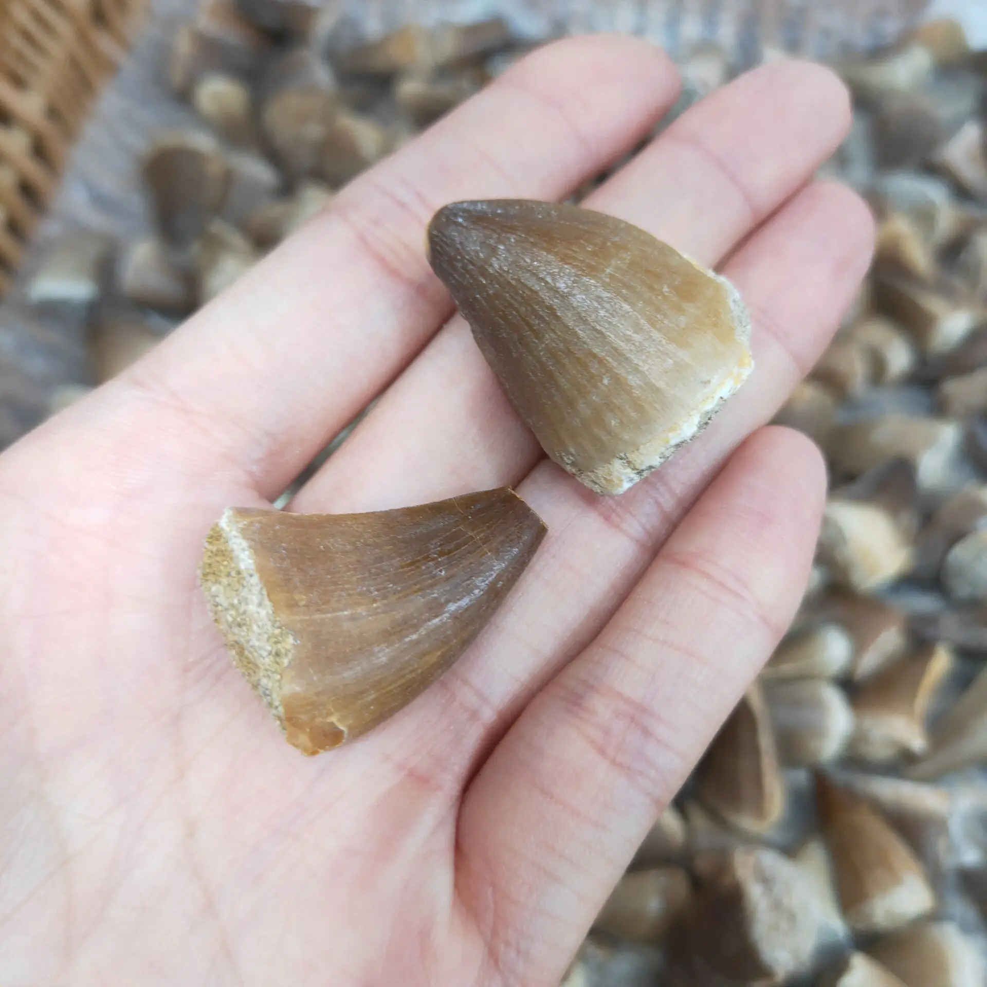 Fossil Mosasaur Tooth Dinosaur Teeth Cretaceous Morocco Fossilized Mosasaur Tooth Desktop Ornament Classroom Teaching Material