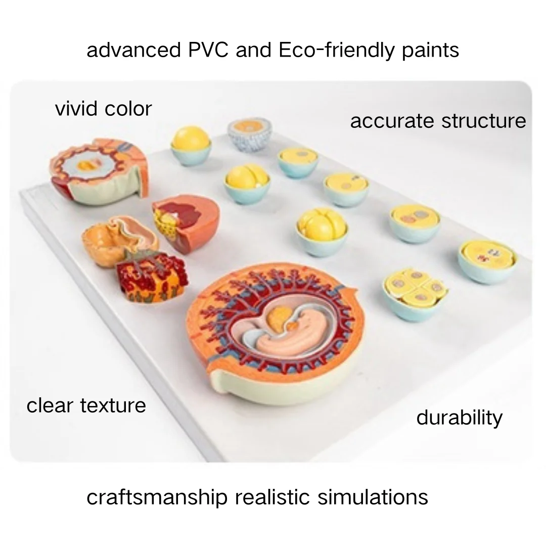 Fertilization and Initial Embryonic Development Process Model Medical Science Fertilized Ovum Embryo Anatomia Simulator Educati