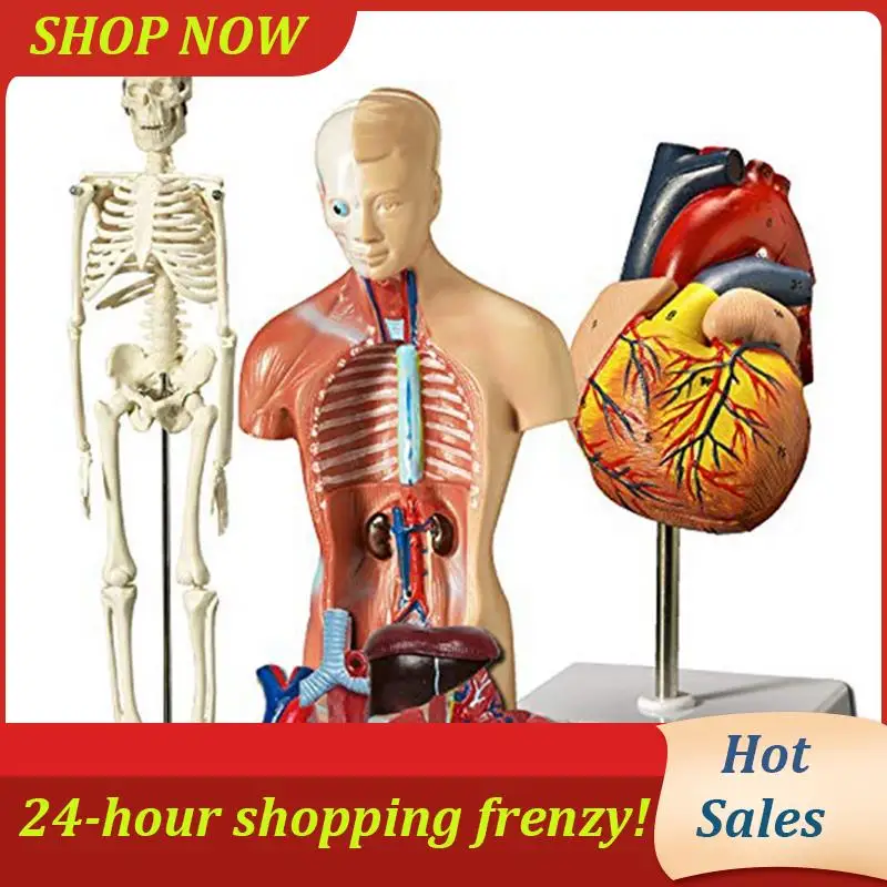 

Human Heart, Torso And Skeleton Model For Anatomy And Physiology Students Hands-On 3D Model Learning Tool PVC 3 PCS